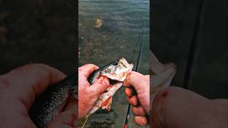 How to save a gutgill hooked fish fishing catchandrelease shorts [upl. by Hepsiba]