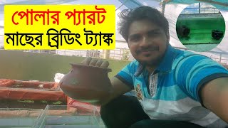 পোলার প্যারট মাছের ব্রিডিং ট্যাঙ্ক। Polar blue parrot fish breeding [upl. by Ydnagrub]