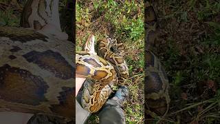 Catching A Big Burmese Python  Florida Everglades [upl. by Peursem355]