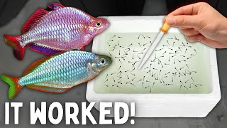 BREEDING Rainbowfish  Over 500 Fry Yield [upl. by Eedeed]