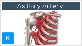 Axillary Artery  Location amp Branches  Human Anatomy  Kenhub [upl. by Delgado822]