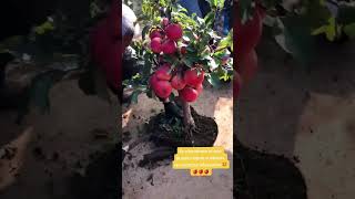 🤩 Aprende a cultivar Árboles frutales en macetas🪴🍋 [upl. by Gimble]