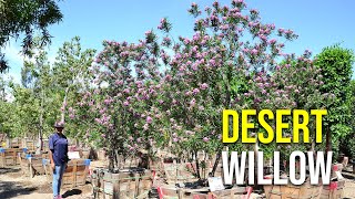 Burgundy Desert Willow Trees [upl. by Hagerman]