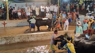 Kambala Start  Panapila Mangalore 2024 [upl. by Thetis]