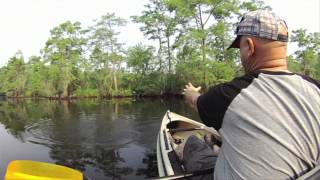 Kayak Fly fishing upper Bayou Lacombe [upl. by Ardnwahs282]