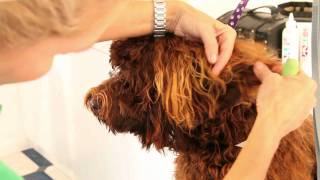 Royal Diamond Labradoodles Tips on Grooming the Earsmov [upl. by Atsira]