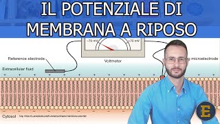 15 Il Potenziale di membrana a riposo SuperBasic and fast Più info nella descrizione [upl. by Aderfla1]