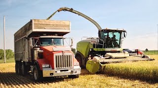 Direct Cutting Wheat [upl. by Annanhoj]