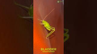 Bladder Grasshopper  Feel The Softy Body insect love green [upl. by Hammond]