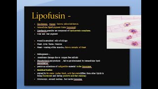 Pathology 039 c Lipofusin lipochrome wear and tear pigment brown atropy of heart intralysosomal [upl. by Dumah]