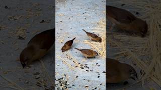 Rescued finch chicks bary ho gye 🤩 [upl. by Atnes9]