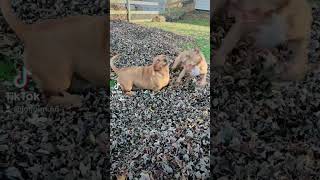 Just a pitty and a basset hound Playing in a pile of fallen leaves Having fun a sunny autumn day [upl. by Lohrman]