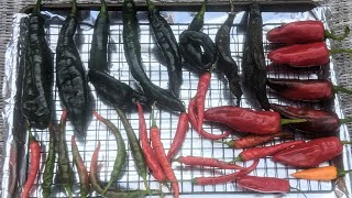 Sun Drying Pasilla Bajio Peppers For Mole Sauce [upl. by Marillin781]