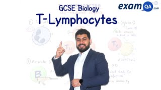 TLymphocytes  ALevel Biology [upl. by Nahttam430]