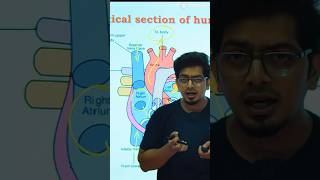 Transformation of Blood in Human Heart I How Human Heart works I Function of Heart science shorts [upl. by Arykahs]