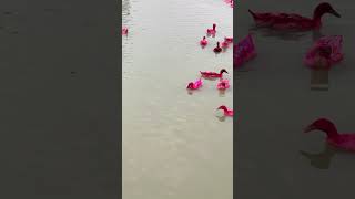 যে কারণে হাঁসের রঙ লাল করা হয় shorts RedDuck Cholonbil Farming [upl. by Kciwdahc96]