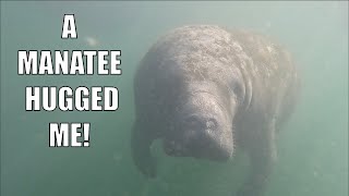 Swimming with Manatees TNT Smith Adventures [upl. by Garv]