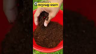 ଅମୃତଭଣ୍ଡା କଲମୀ ll Papaya grafting odishakrushakbandhu shorts short youtube papaya fruit bbq [upl. by Murdock]