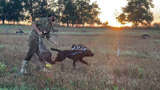 September 2 Michigan Early Goose Season [upl. by Ib611]