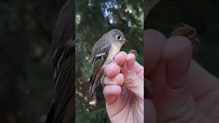 BirdBytes ID  RubyCrowned Kinglets [upl. by Rhodes769]