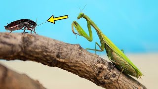 ¡EL REGRESO DE LA MANTIS MANTIS vs CUCARACHAS [upl. by Achilles67]