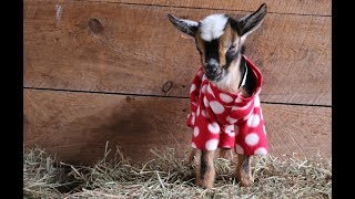 The Greatest Goat Kid PJ Party Ever [upl. by Hawkie]