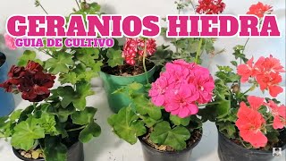 geranios colgantes cultivo chuyito jardinero [upl. by Acirdna]