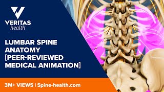 Lumbar Spine Anatomy Peerreviewed Medical Animation [upl. by Aman]