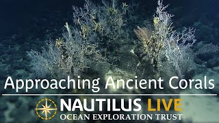 Approaching Ancient Corals with New Technology  Nautilus Live [upl. by Nnaeirb]