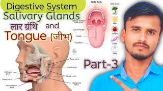 Tongue and Salivary glands Anatomy जीभ और लार ग्रंथि Neet Basic  class 6to10th  basic to advance [upl. by Ilujna]