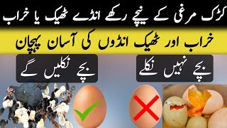 Fertile or infertile eggs ki pehchan  Fertilized vs infertilized eggs  How to check fertile eggs [upl. by Asinet]