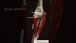 Anatomy of elbow joint \ Bones of arm🦴 shorts youtubeshorts [upl. by Oettam]