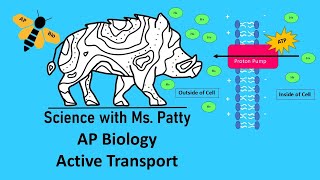 Active Transport  AP Biology [upl. by Regazzi]