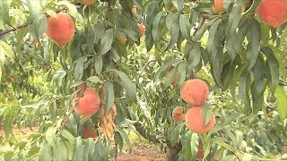 Georgia Peach Growers Track Chill Hours For 2018 Crop [upl. by Azal]