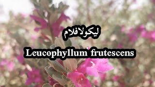 طرق تكاثر نبات اليكولافلام Leucophyllum frutescens من اجمل الاسيجة ولها زهور بنفسجيه جميلة [upl. by Trudi]