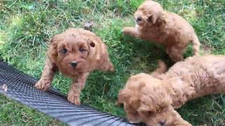 Maltipoo Puppies For Sale [upl. by Shulem]