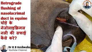 Retrograde flushing of nasolacrimal duct in equineघोड़े के नेजोलेक्रिमल नली के सफाई कैसे करेDr RBK [upl. by Agon]