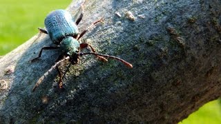 Callidium aeneum  Longhorn Beetle  Bockkäfer [upl. by Antonio]