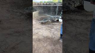 Crocodile in angry mood🙂 trending satisfafying viralvideo crocodile animals [upl. by Seuqcaj]