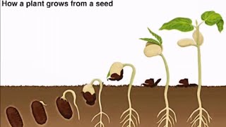 The life Cycle of a Flowering Plant [upl. by Anuqahs]