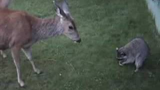 Deer vs Raccoon [upl. by Aslam]