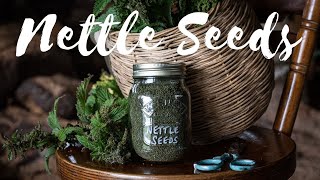 Stinging Nettle Seeds  How to Gather them and Why Youd Want to [upl. by Anirahc]