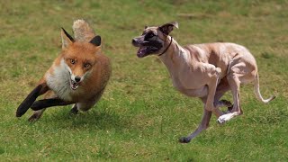 صيد الثعالب بكلاب السلوقي بالمغرب  La Chasse du Renard aux Chiens Courants  Fox Hunting [upl. by Cosmo]