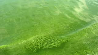 twinsanity  microcystis algal bloom phaze [upl. by Vic79]