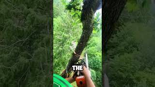 HighAltitude Work Cutting Down a Tree from the Top 🌳shorts [upl. by Enert951]