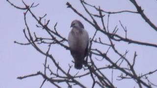 Buizerd  Buzzard  Nootdorp South Holland [upl. by Stock]