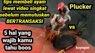 TIPS MEMBELI AYAM LEWAT VIDEO SINGKAT SEBELUM BERTRANSAKSI MEMBELINYA [upl. by Sirrot]