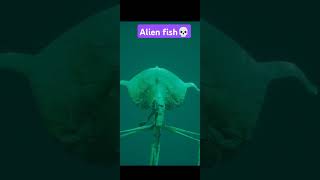 Alien fish magnapinna Bigfin Squid 🦑🦑🦑 [upl. by Sinned759]