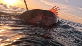 Morocco Spearfishing 2024 part 1 [upl. by Eonak757]