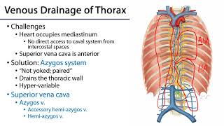 LO 3  Azygos Venous System  Posterior Mediastinum [upl. by Lissi214]